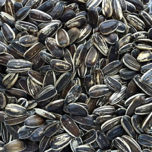 striped sunflower seed