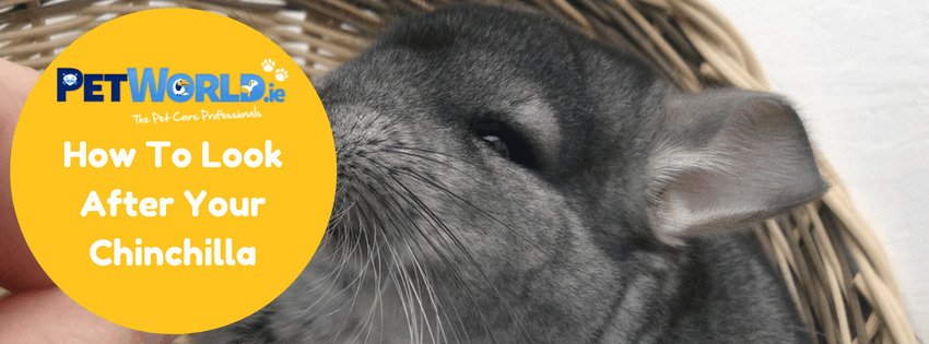 how to look after your chinchilla