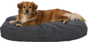 Pulito vital cushion with dog