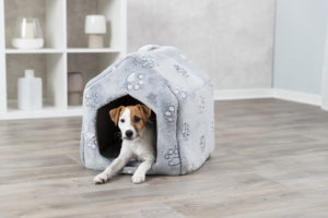 pet cave in room with dog