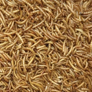 dried mealworm Petworld.ie